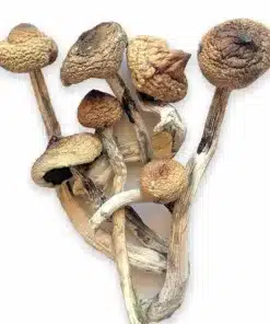 MUSHROOM CHOCOLATE BARS